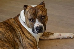 Une mère et son fils meurent dévorés par leur chien Une mère et son fils meurent dévorés par leur chien