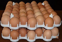 Affaire œufs contamines en provenance des Pays-Bas : La Côte d'Ivoire prend de grandes décisions
