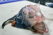D’effrayantes créatures marines capturées par un pécheur russe (photos)
