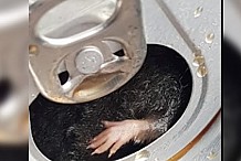 France: Une souris flottait dans sa canette. Vraiment?