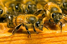 Un homme tué par un essaim d’abeilles à Bouna