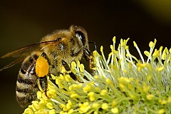 Les abeilles seraient capables de faire des additions et des soustractions, selon une étude Les abeilles seraient capables de faire des additions et des soustractions, selon une étude