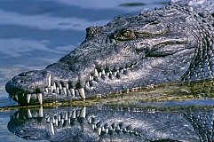 Etats-Unis: Un alligator s'invite dans une piscine familiale en Floride