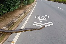 Brésil: Un anaconda de 3,5 mètres traverse tranquillement la route (Vidéo)