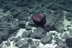 Un étrange poisson observé à plus de 1.400 mètres de profondeur près d'Hawaï - Vidéo