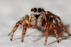 Australie: La police alertée par des menaces de mort.... A l'encontre d'une araignée Australie: La police alertée par des menaces de mort.... A l'encontre d'une araignée