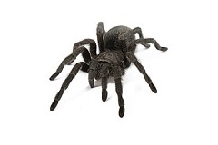 Pour punir son enfant de 8 ans, il lui met une araignée dans la bouche Pour punir son enfant de 8 ans, il lui met une araignée dans la bouche