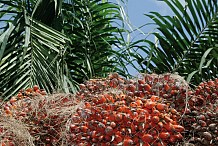 Côte d’Ivoire/ JAAD 2017 : La réforme de la filière palmier à huile – hévéa émane d’une volonté forte du Président de la République (Ministre)