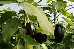 Italie: Acquitté neuf ans après le vol d'une aubergine