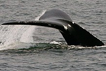 Canada: Il libère une baleine, son coup de queue lui est fatal