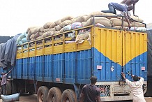 Fuite du cacao vers le Ghana: Près de 78 tonnes de cacao saisies par la douane