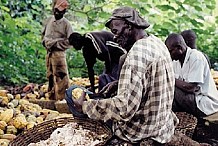 Fresco: Un viellard en prison pour vol dans une plantation de cacao