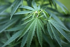 Allemagne: Sa mère cultive du cannabis, il la dénonce Allemagne: Sa mère cultive du cannabis, il la dénonce