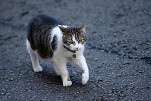 France: Six mois de prison ferme pour avoir tué un chat