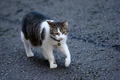 France: Six mois de prison ferme pour avoir tué un chat France: Six mois de prison ferme pour avoir tué un chat