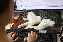 Des chats contre le stress au bureau à Tokyo