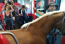 Tranquille, il monte dans le train avec son cheval