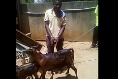 Malawi: arrêté pour avoir couché avec une chèvre, il livre une étonnante défense