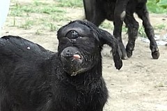 Inde: La chèvre-cyclope qui intrigue toute une région - vidéo Inde: La chèvre-cyclope qui intrigue toute une région - vidéo