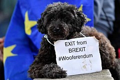 Des chiens et leurs maîtres défilent contre le Brexit