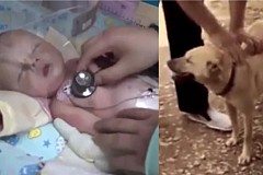 Un chien sauve un nouveau-né enterré vivant