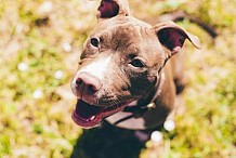 Dévorée par son chien en à peine quinze minutes