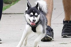 Corée du Sud: Il tue le chien de son voisin et l'invite à manger son animal