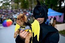 New York: Festival d'excentricités canines à Manhattan (Photos)