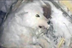 Pour se débarrasser de son chien, il le congèle vivant Pour se débarrasser de son chien, il le congèle vivant
