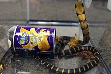 Etats-Unis: Les douanes saisissent des cobras cachés dans des boîtes de chips