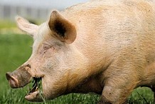 Un éleveur meurt dévoré par ses cochons