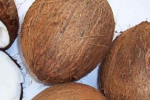 Jacqueville : Un gang de voleurs de noix de coco démantelé