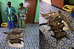 Togo: Deux individus arrêtés en possession de 4 pointes d’Ivoire et 6 peaux d’espèces protégées
