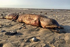 C'est quoi ce monstre échoué sur une plage?