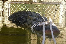 Australie: Un énorme croco capturé après huit ans de traque