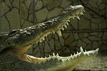 Mexique: Attaqué par un crocodile dans la piscine d'un hôtel