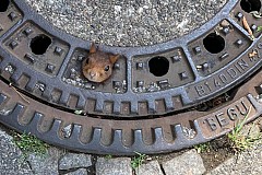 Les pompiers appelés pour un écureuil coincé dans une bouche d'égout Les pompiers appelés pour un écureuil coincé dans une bouche d'égout