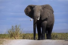 Zambie: Deux touristes piétinés à mort par un éléphant