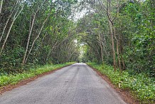 Le Plan national d'investissement forestier en préparation en Côte d'Ivoire