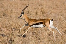 Le prenant pour une gazelle, un chasseur abat un homme à Bocanda