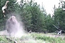 Une fillette de 9 ans chargée par un bison dans un parc : elle s'en sort miraculeusement