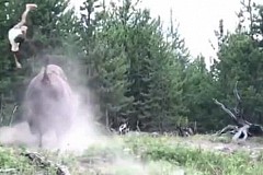 Une fillette de 9 ans chargée par un bison dans un parc : elle s'en sort miraculeusement Une fillette de 9 ans chargée par un bison dans un parc : elle s'en sort miraculeusement