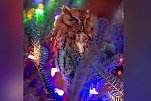 Etats-Unis : Une famille découvre un hibou... caché dans son sapin de noël