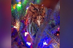 Etats-Unis : Une famille découvre un hibou... caché dans son sapin de noël