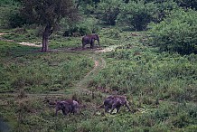 Un homme piétiné par 5 éléphants