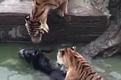 Ce qu'ils font dans ce zoo est absolument immonde : cette vidéo a choqué le monde entier