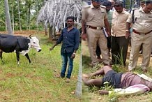 Inde: un voleur meurt après avoir reçu un coup d’une vache volée dans ses parties intimes