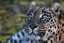 Inde : Un léopard tue un enfant de trois ans