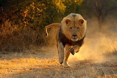 Des braconniers meurent dévorés par une meute de lions Des braconniers meurent dévorés par une meute de lions