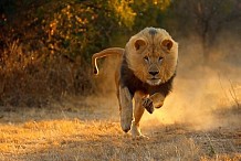 Un chasseur dévoré entièrement par des lions
